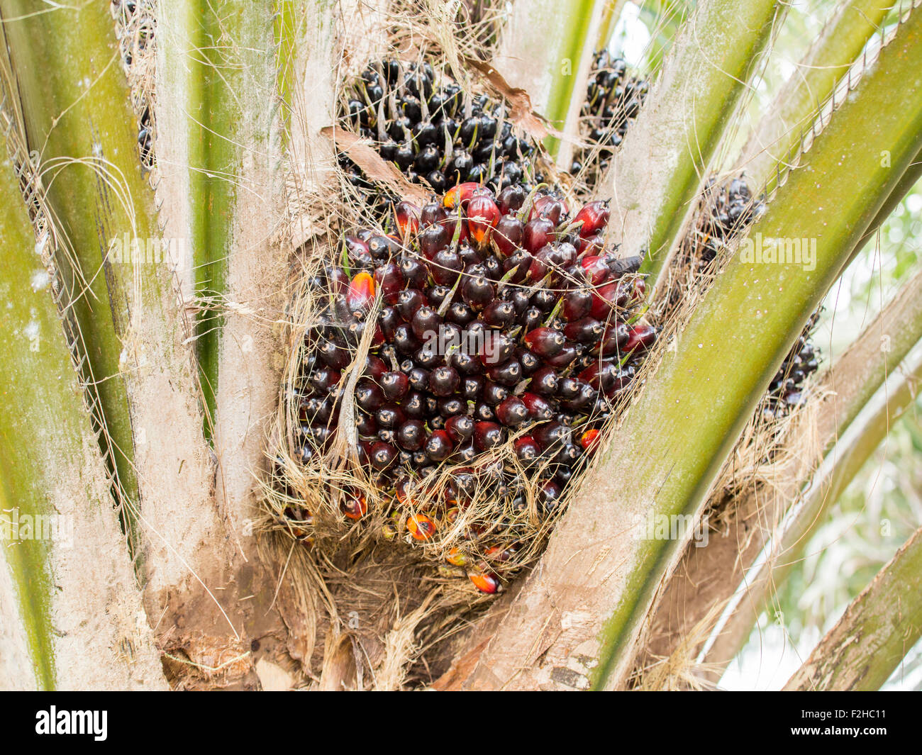Palmöl-Termine in Borneo Plantage Stockfoto