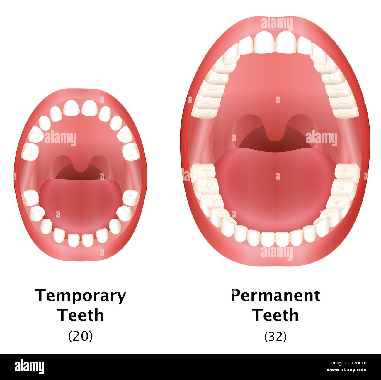 Vergleich der temporären Zähne eines Kindes und bleibenden Zähnen von einem Erwachsenen natürlichen Gebiss. Stockfoto