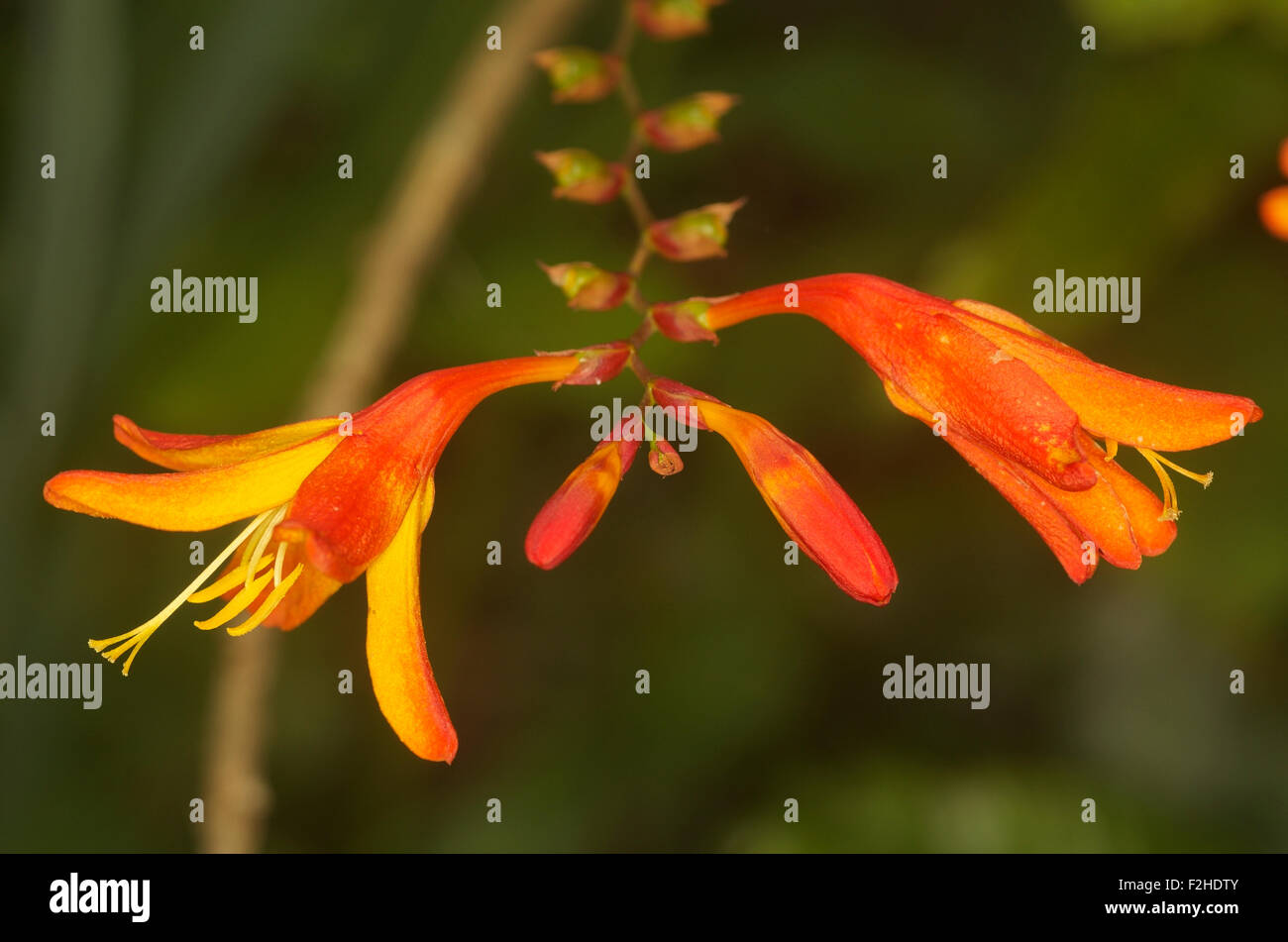 Montbretia Orange Blume Stockfoto