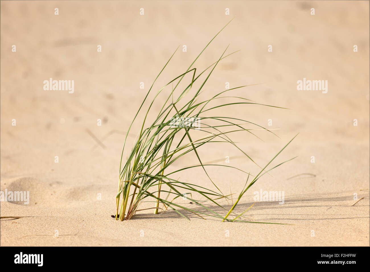 eine Solitärpflanze Dünengebieten Grass Biegung in den Wind an einem Sandstrand Stockfoto