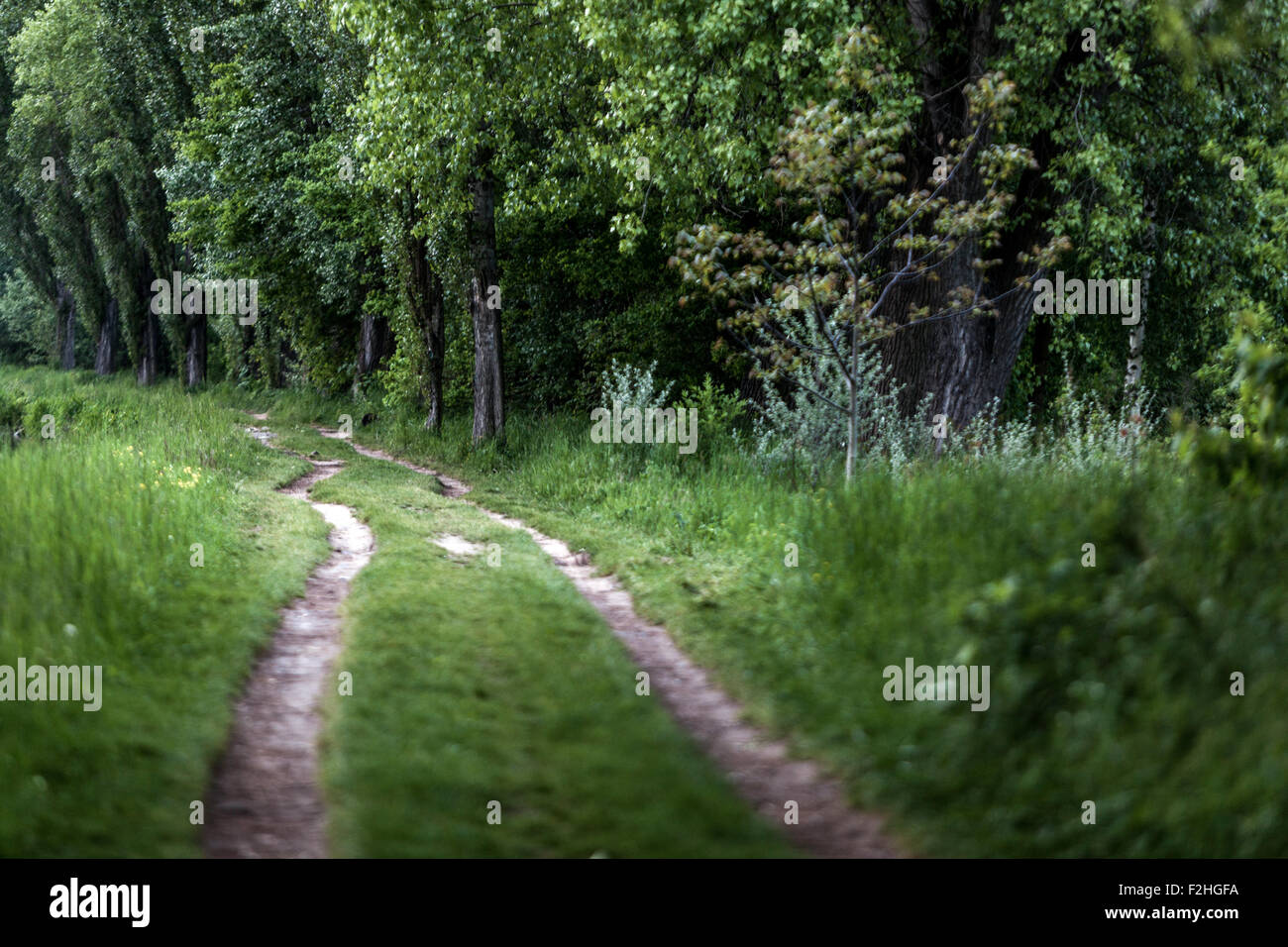 Ein Feldweg in der Landschaft, Tschechische Republik, Europa Stockfoto