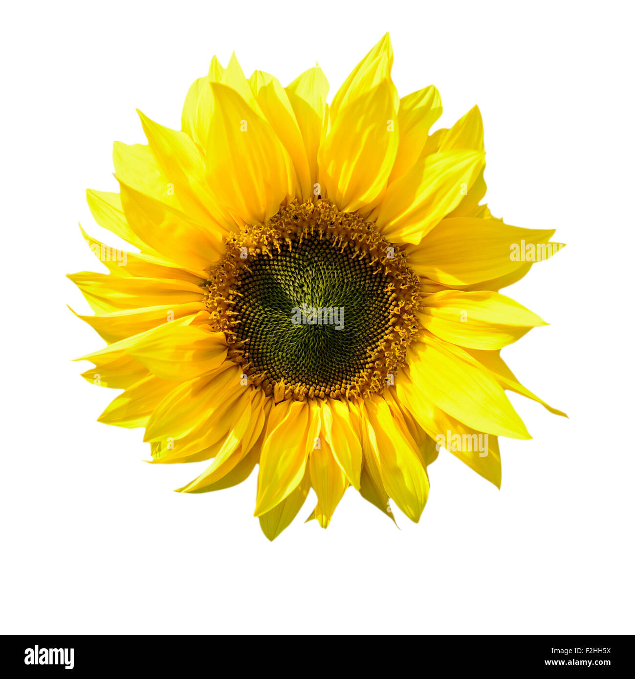 Sonnenblume isoliert auf weißem Hintergrund mit einem Beschneidungspfad Stockfoto