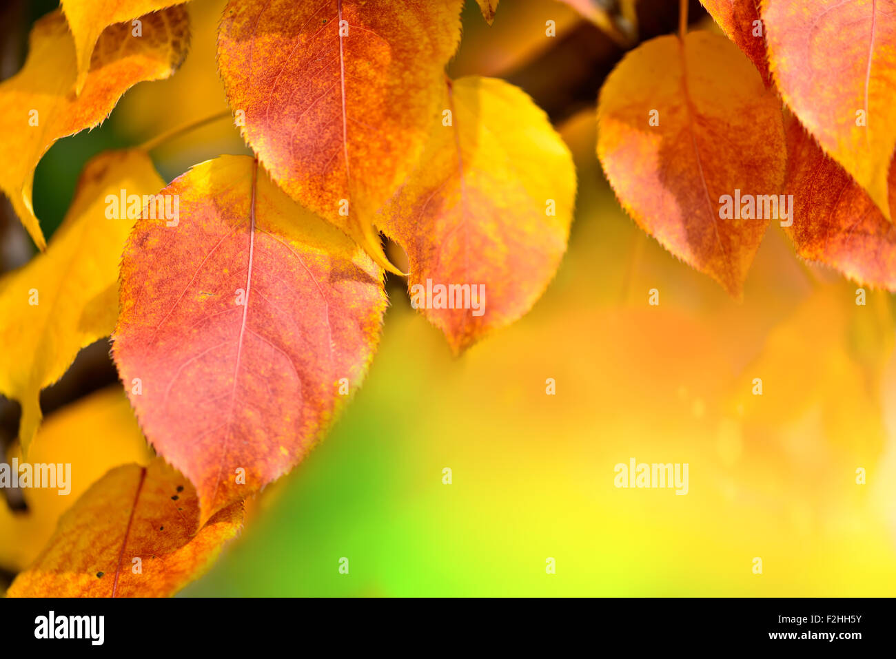 fallen Sie im Herbst Blatt Hintergrunddekoration mit Exemplar für Ihren text Stockfoto