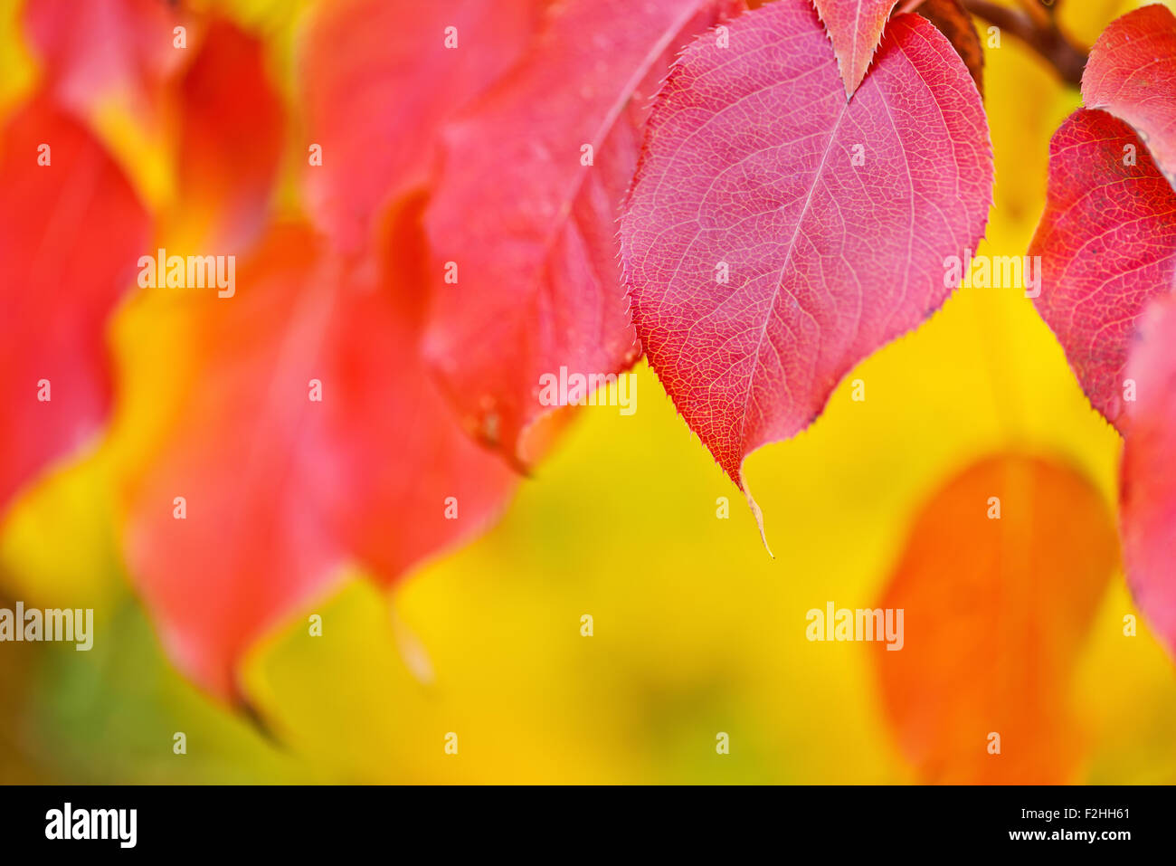 fallen Sie im Herbst Blatt Hintergrunddekoration mit Exemplar für Ihren text Stockfoto