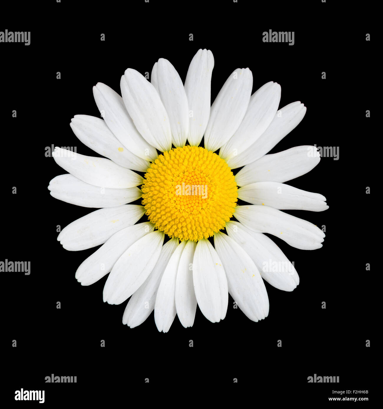 Daisy-Kamille-Blüte auf schwarzem Hintergrund Makro Stockfoto
