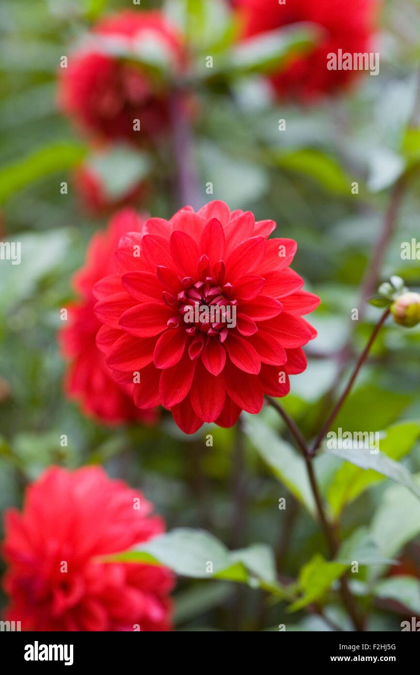 Rote Dahlien-Blüten. Stockfoto