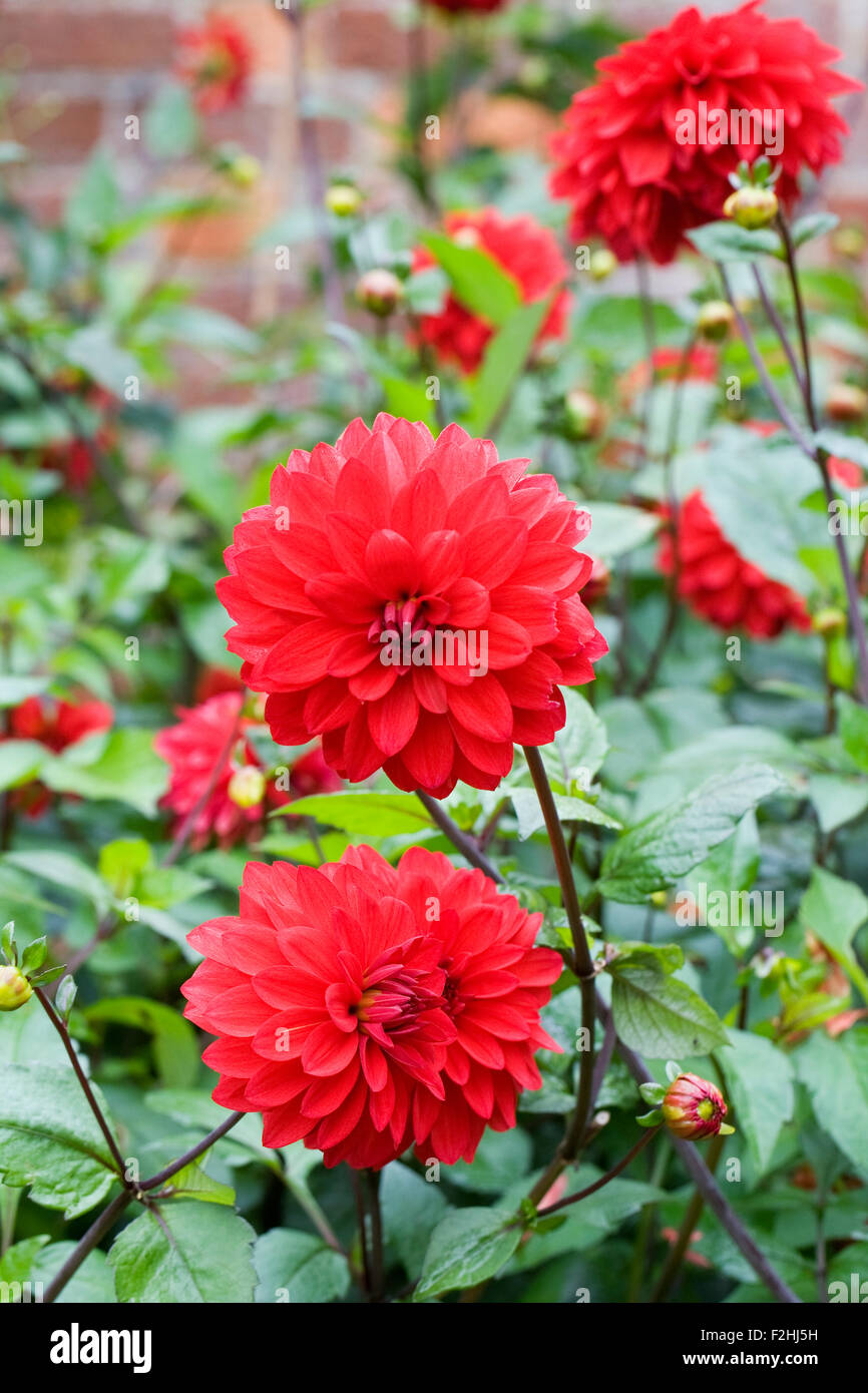 Rote Dahlien-Blüten. Stockfoto
