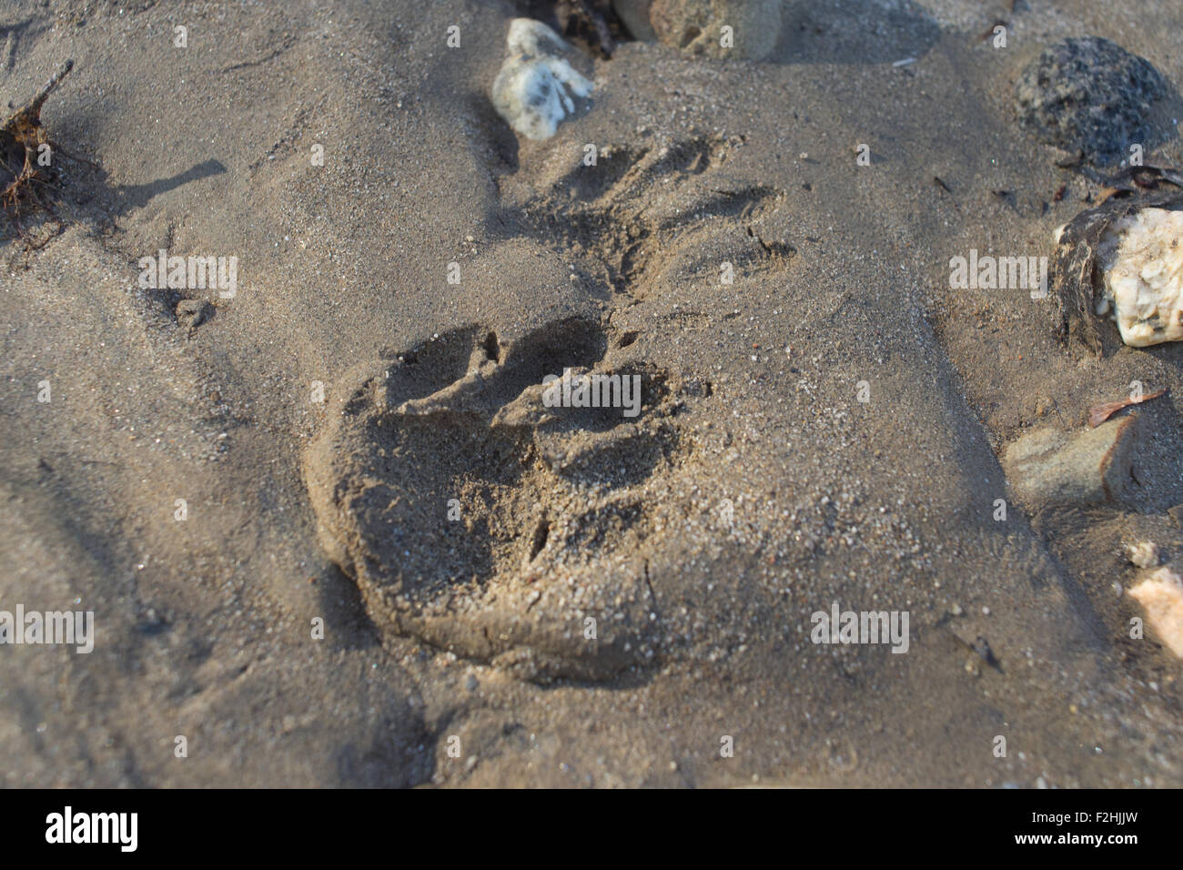Paw Print beeindruckt im weichen Schlamm von einem Bachbett in Südkalifornien. Stockfoto Paw Print beeindruckt im weichen Schlamm von einem Bachbett in Südkalifornien. Stockfoto
