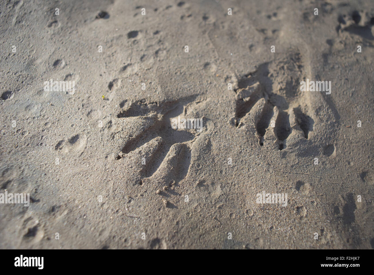 Druck von zwei kleinen tierischen Pfoten beeindruckt auf dem schlammigen Sand eines Baches. Stockfoto Druck von zwei kleinen tierischen Pfoten beeindruckt auf dem schlammigen Sand eines Baches. Stockfoto