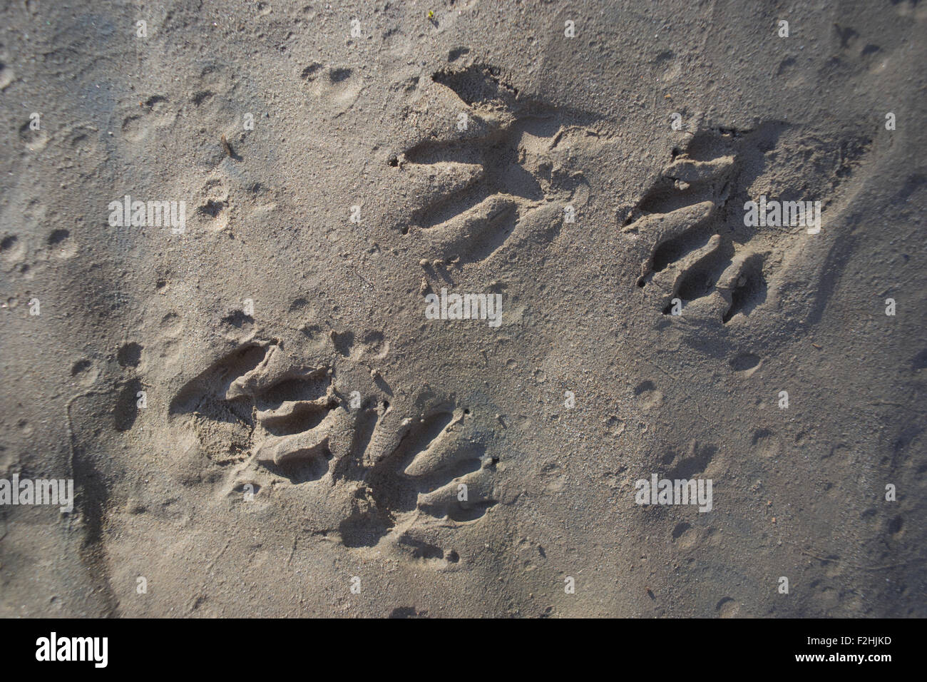 Nagetier Pfotenabdrücke im nassen Schlamm von einem Kalifornien Bachbett. Stockfoto Nagetier Pfotenabdrücke im nassen Schlamm von einem Kalifornien Bachbett. Stockfoto