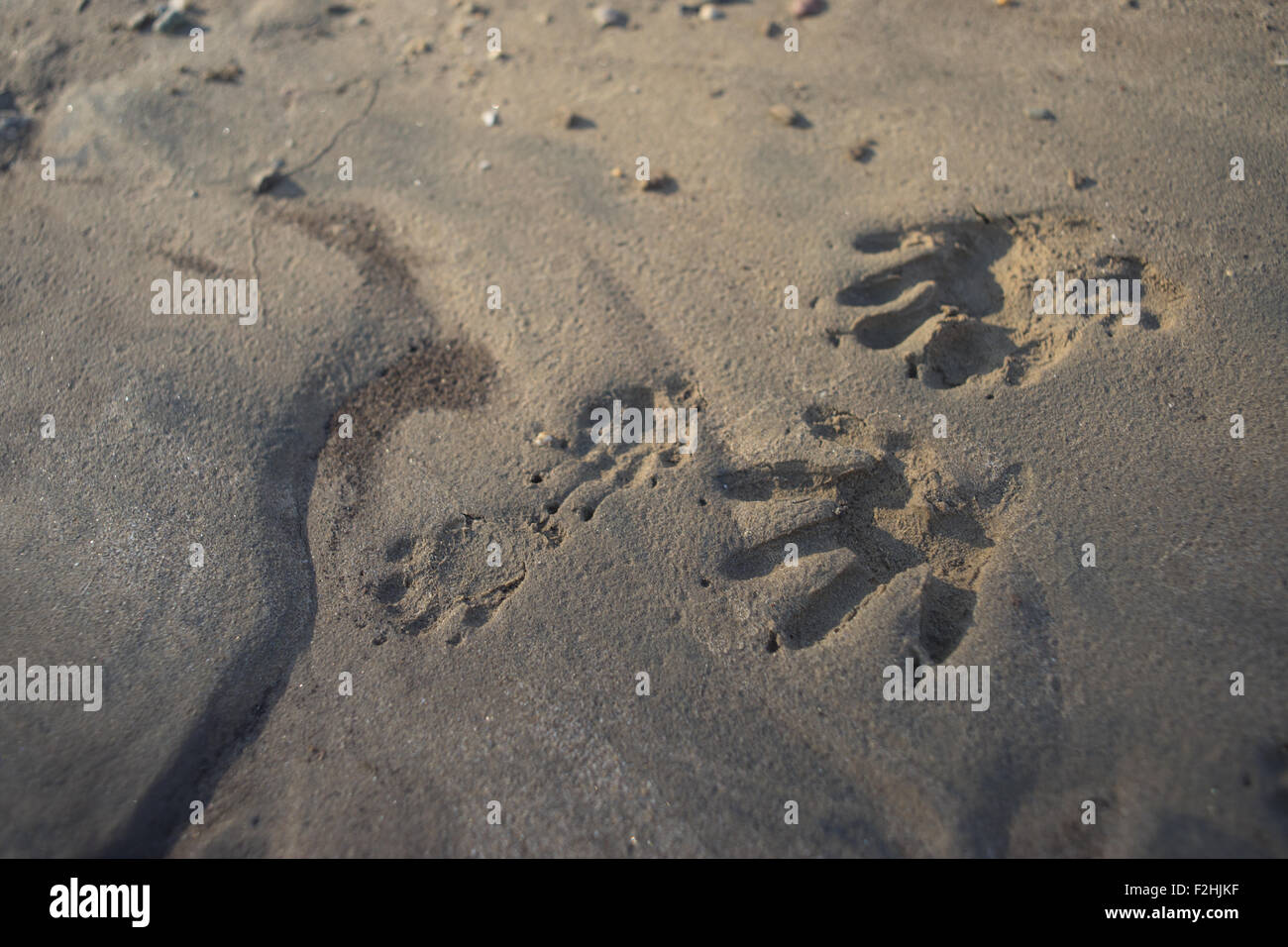 Kiesiger Sand hält Sätze von Nagetier Racoon Drucke Satz im sandigen Schlamm Pfote. Stockfoto Kiesiger Sand hält Sätze von Nagetier Racoon Drucke Satz im sandigen Schlamm Pfote. Stockfoto