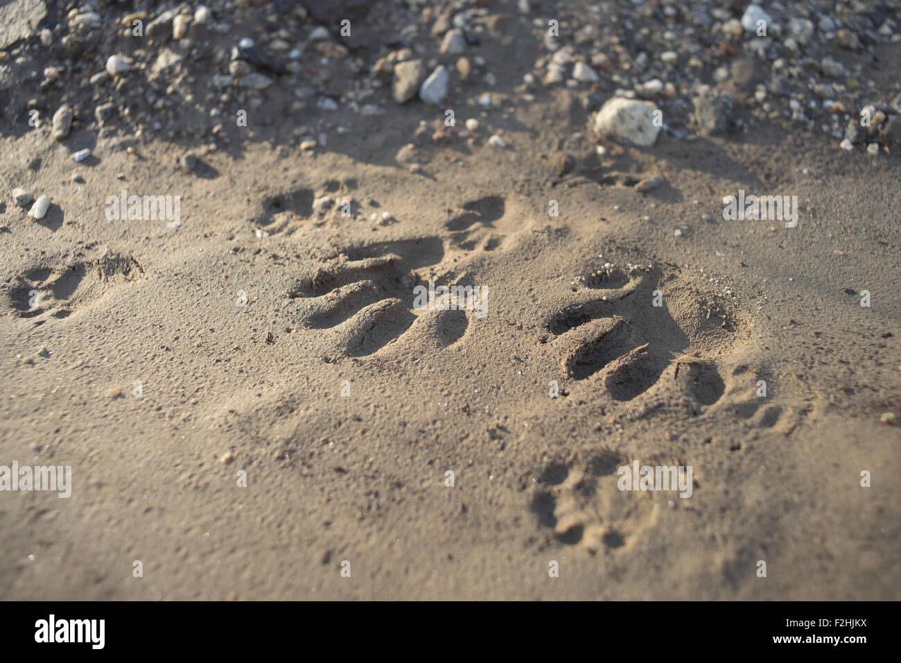 Überblick über ein Tier Pfoten im Schlamm und Sand von einem Waldboden. Stockfoto Überblick über ein Tier Pfoten im Schlamm und Sand von einem Waldboden. Stockfoto