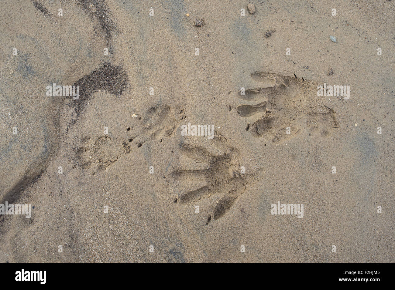 Frischen Abdruck des Titels im Schlamm von einem Bachbett. Stockfoto Frischen Abdruck des Titels im Schlamm von einem Bachbett. Stockfoto