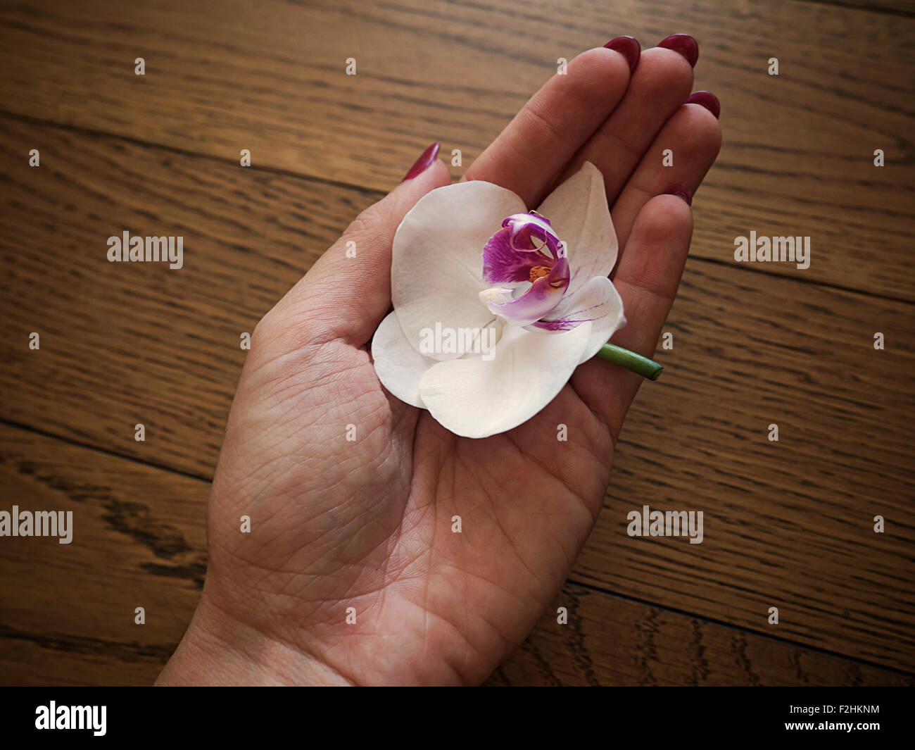 Weiße Orchidee in der hand Stockfoto