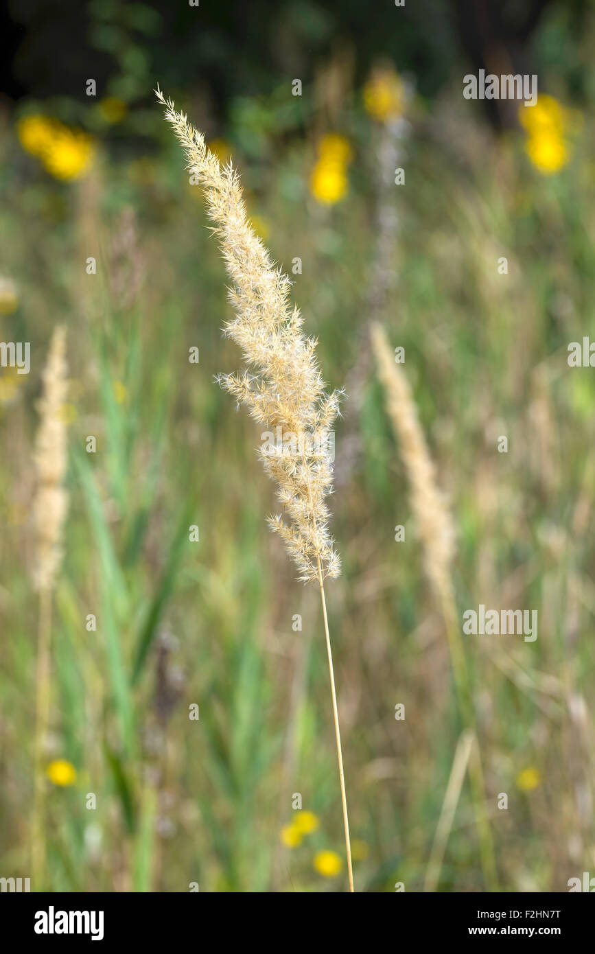 Calamagrostis Epigejos genannt auch Reed Grass wächst auf der Wiese Stockfoto