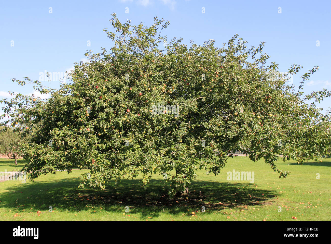 Newtons Apfel Baum, buschigen Haus, Teddington, England, UK. Open House in London, Samstag, 19. September 2015. Zugriff zulassen eine jährliche eintägige Veranstaltung als Gebäude für die Öffentlichkeit normalerweise nicht zugänglich. Buschige Haus ist eine ehemalige königliche Residenz von Queen Adelaide, die nun die Heimat des britischen National Physical Laboratory. Bildnachweis: Ian Bottle / Alamy Live News Stockfoto