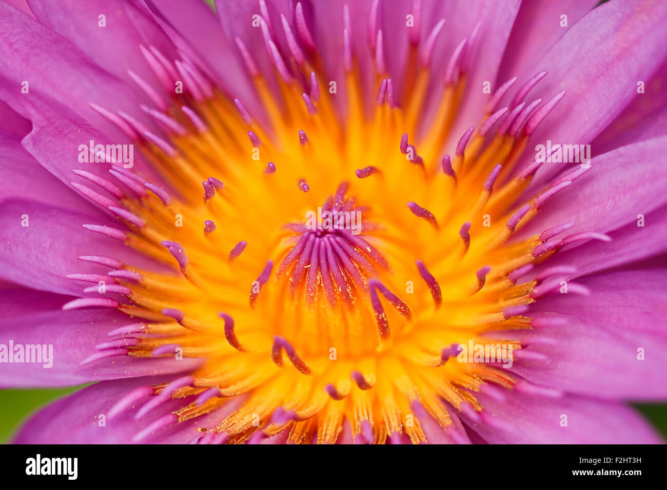 Pink Lotus Stockfoto