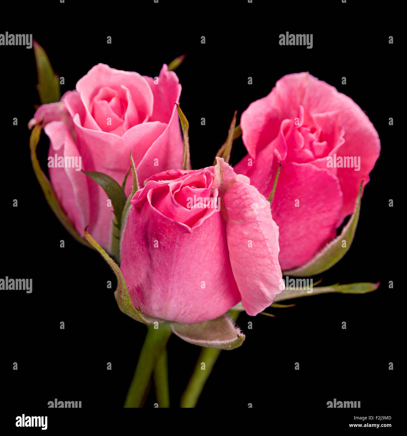 Rosa Rosen Closeup auf schwarzem Hintergrund isoliert Stockfoto