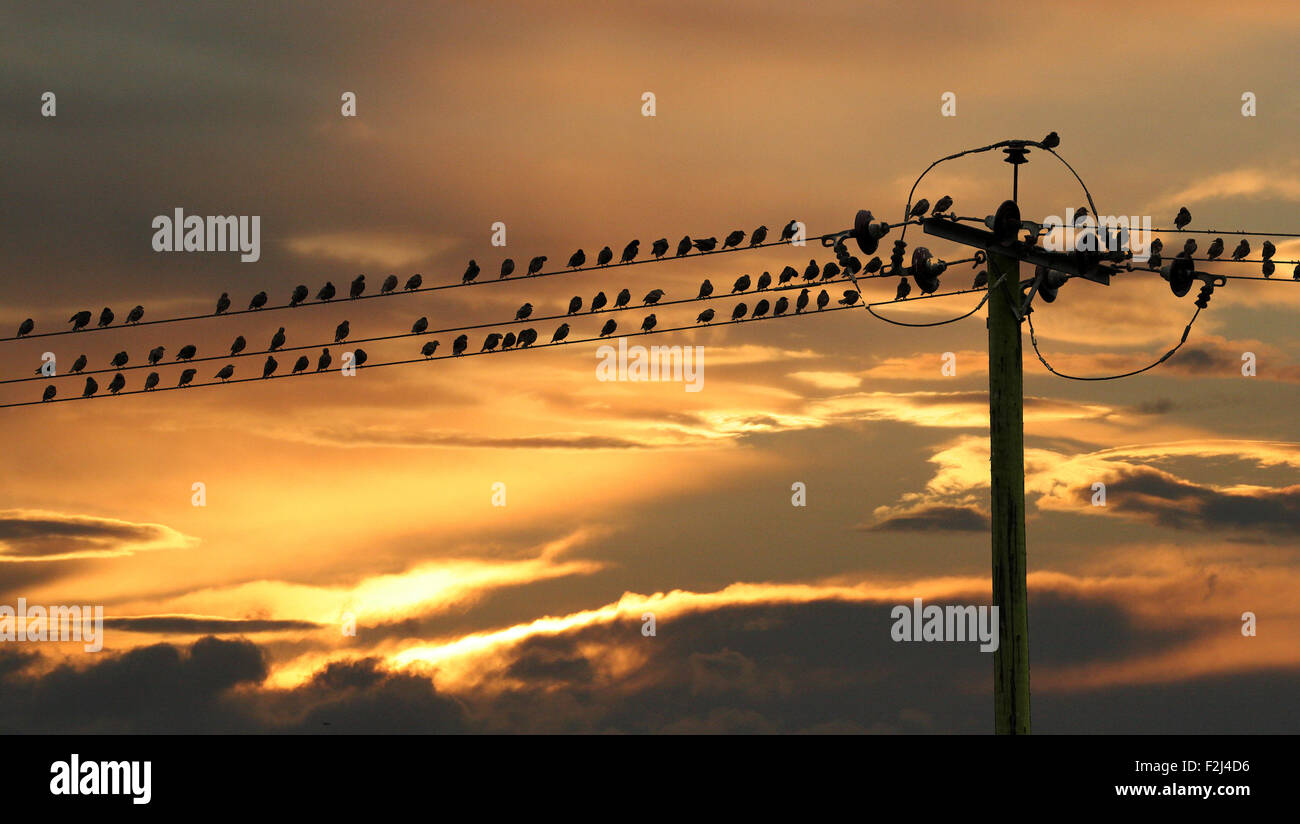 Stare auf Drähten mit Sonnenuntergang Himmel. Stockfoto