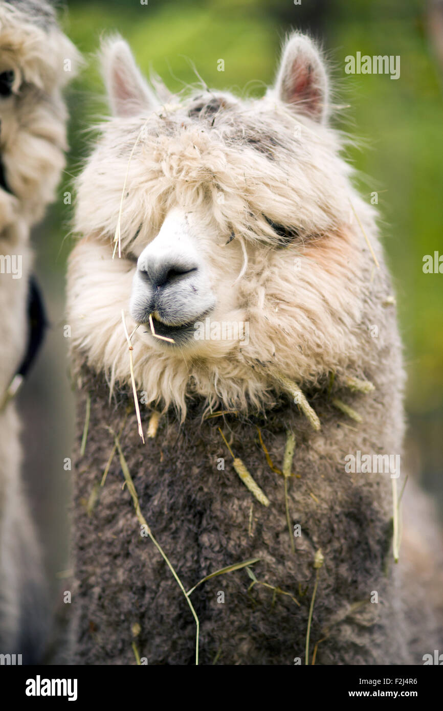 Eine einzigartige aussehende Lama pausiert, um auf die Kamera zu schauen, während der Einnahme von morgen-Fütterung Stockfoto