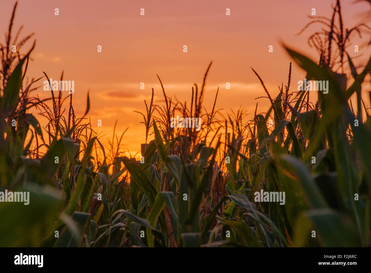 Maispflanzen in Maisfeld auf kultivierten Landwirtschaft Plantage, Kornfeld gegen Sonnenuntergang. Stockfoto