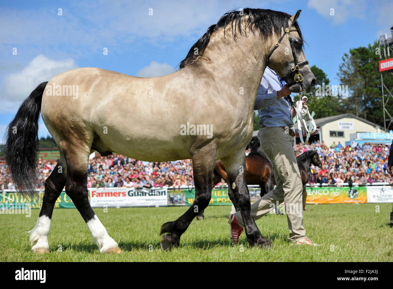 Beurteilung der Senior Welsh Cob Hengste auf der Royal Welsh Show 2015. Stockfoto