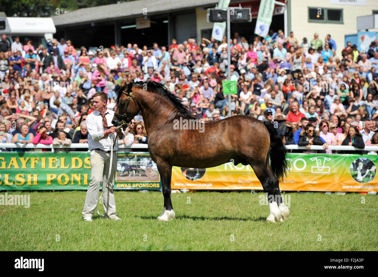 Beurteilung der Senior Welsh Cob Hengste auf der Royal Welsh Show 2015. Stockfoto