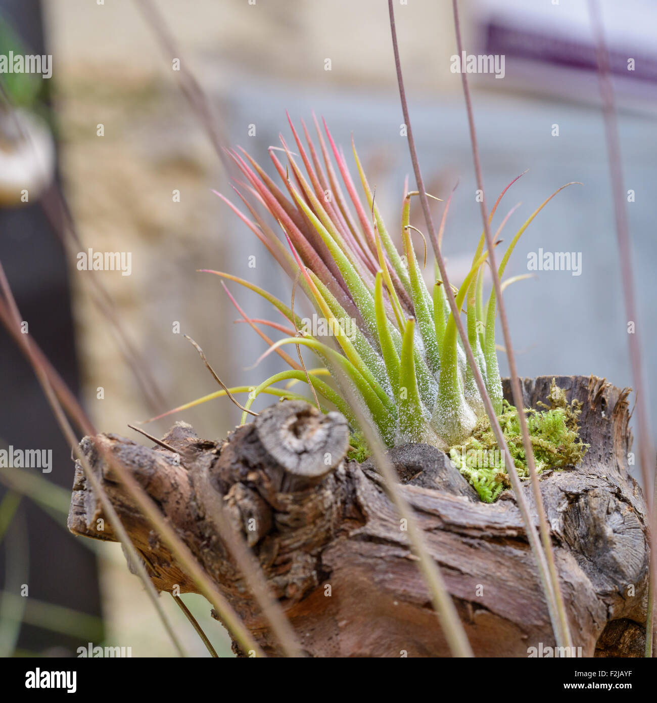 Schöne Komposition von Tillandsia, immergrüne, ausdauernde Blütenpflanzen in der Familie Bromeliaceae, ursprünglich aus der fores Stockfoto