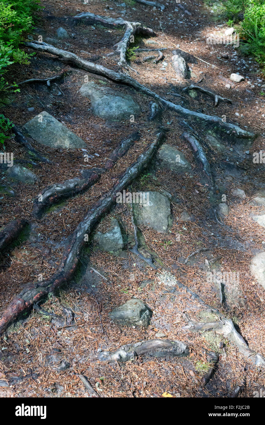 Waldweg mit Hindernissen Stockfoto