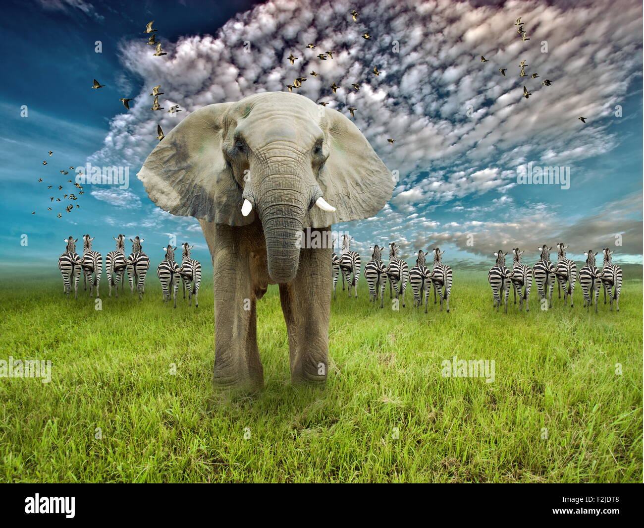 Elefanten und Zebras in breiten Wiese Stockfoto