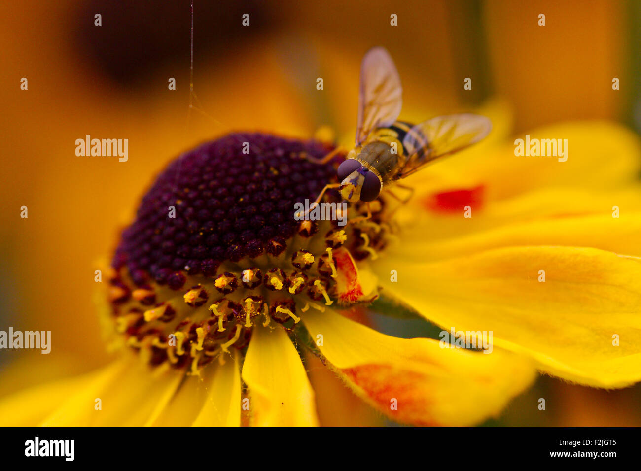 Eine Schwebfliege ernähren sich von Nektar eines gelben Helenium oder Sneezeweed vor einem verschwommenen Hintergrund Stockfoto