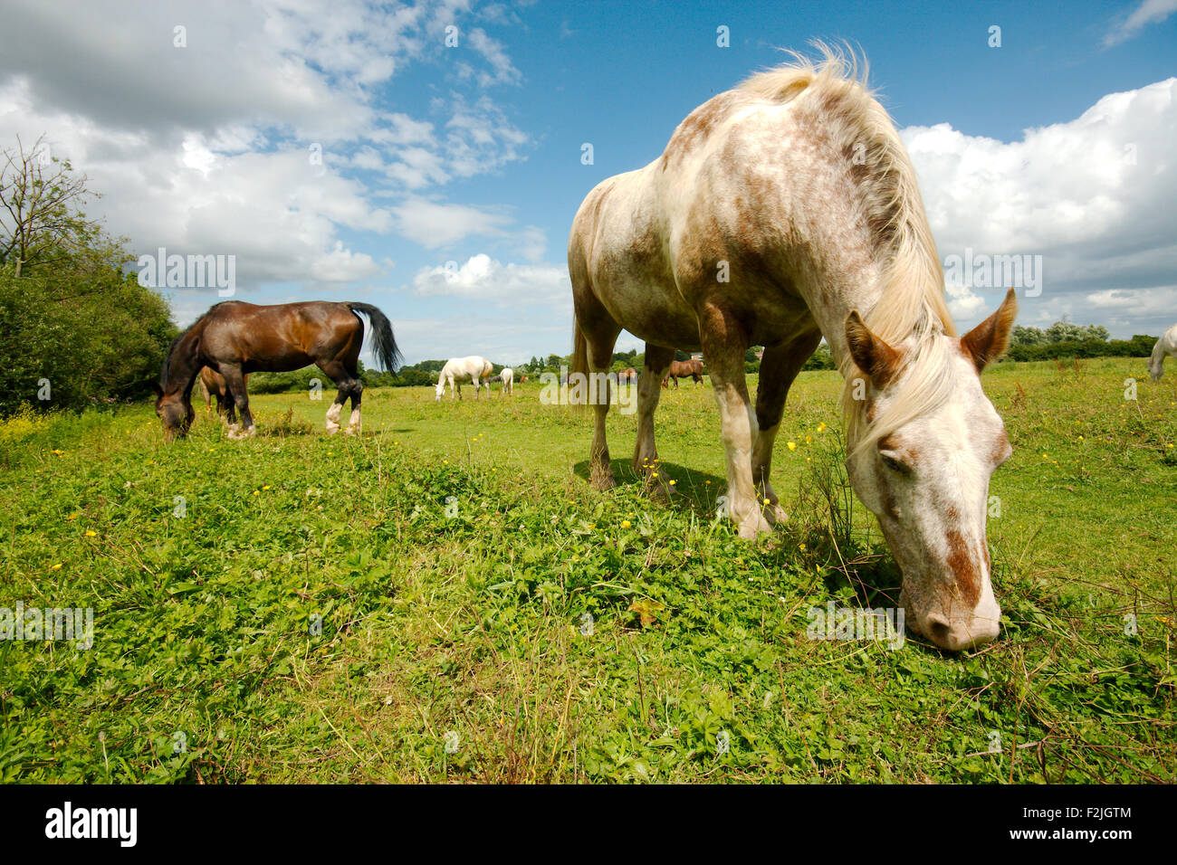 Weißes Pferd, e Ating Rasen in einem Paddock, tief blauen Himmel entnommen Stockfoto