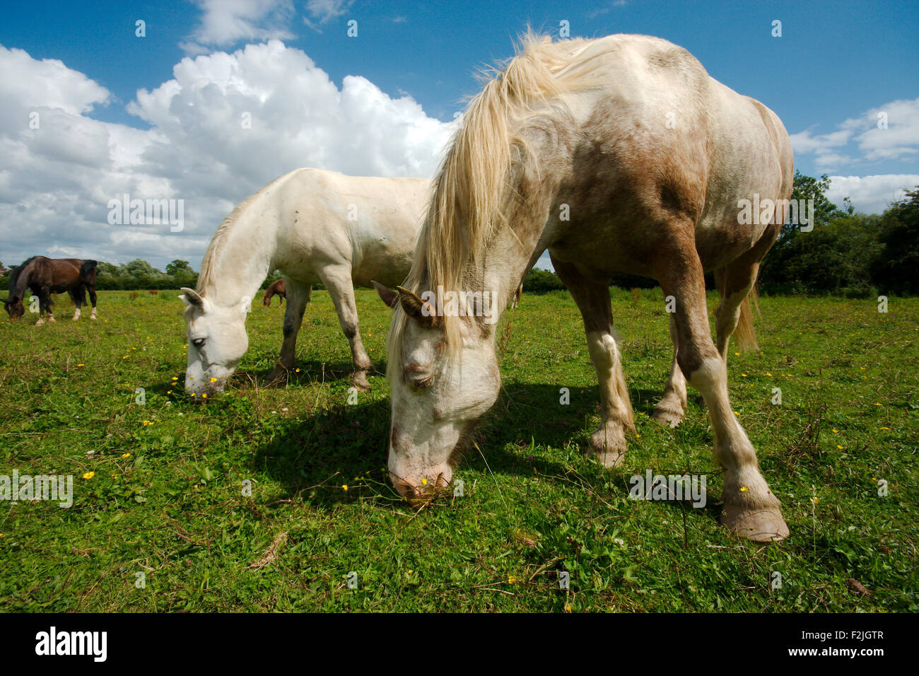 Zwei weiße Pferde e Ating Rasen in einem Paddock, tief blauen Himmel entnommen Stockfoto