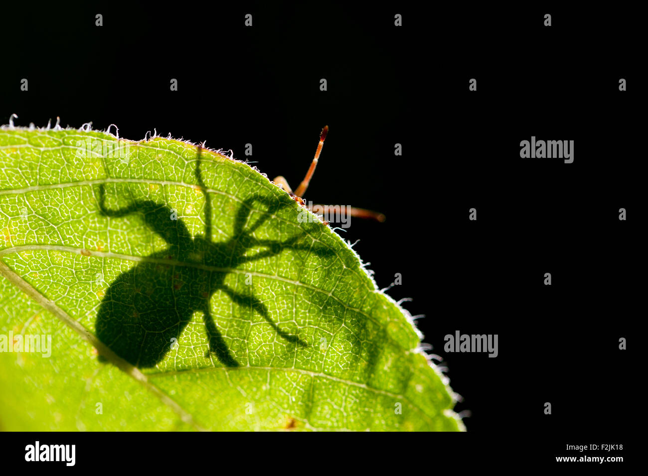 Grün stinken Bug oder grün Soldat Bug (Chinavia Hilaris) - North Carolina Arboretum - Asheville, North Carolina, USA Stockfoto