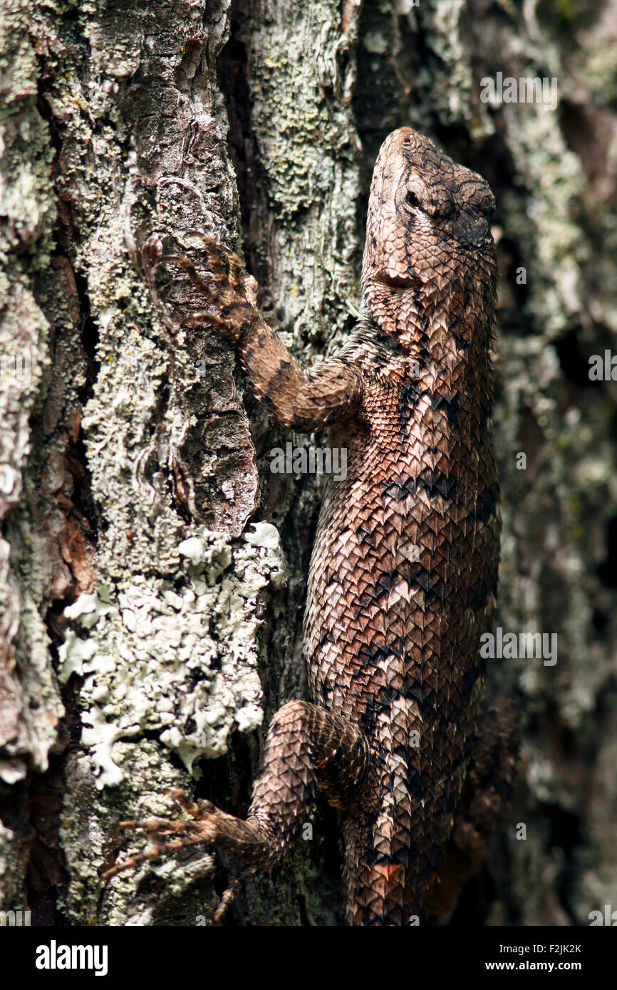 Östlichen Zaun-Eidechse - Brevard, North Carolina USA Stockfoto