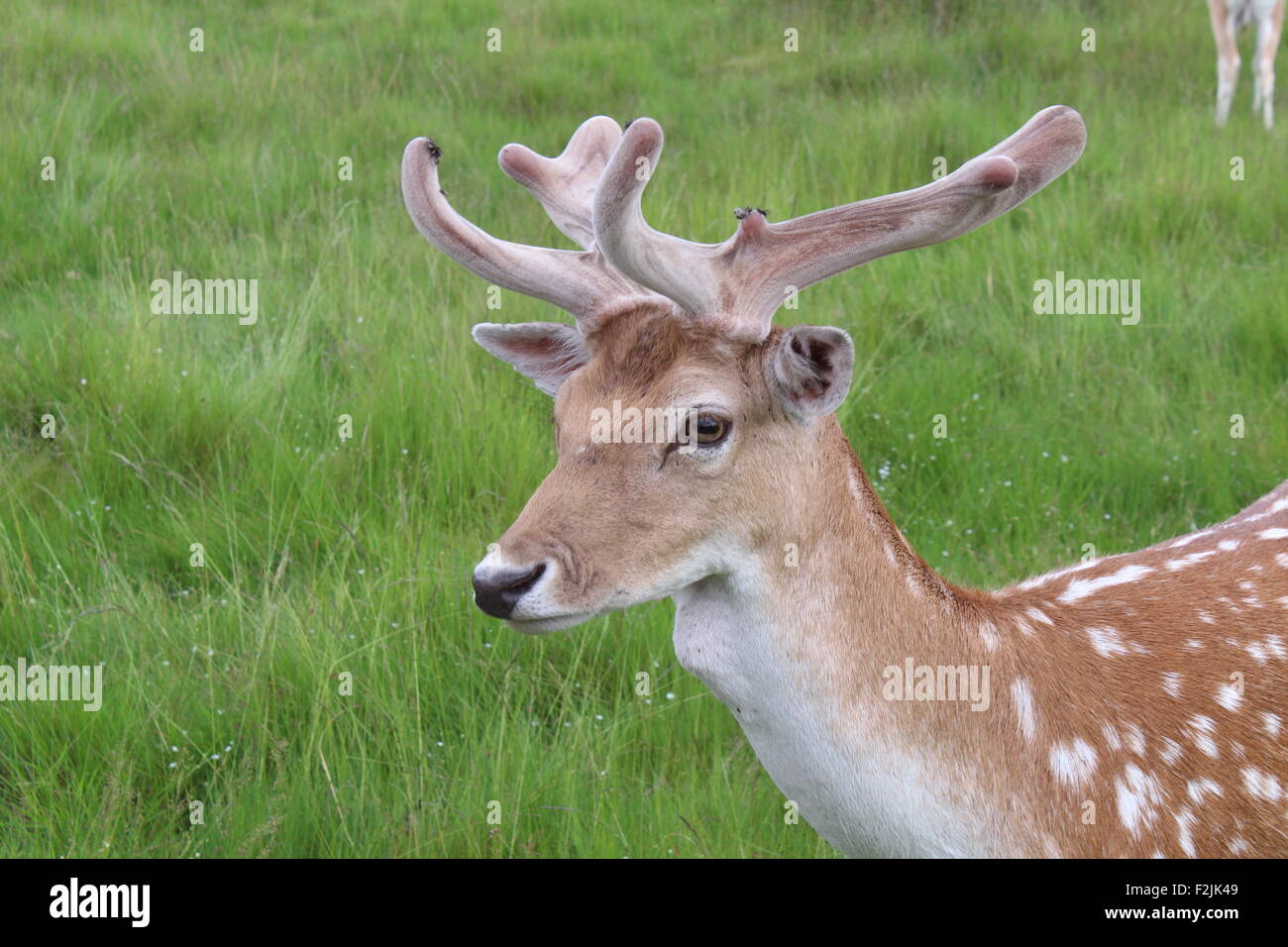 Nahaufnahme von ein junges Reh in Richmond Park, London, Vereinigtes Königreich Stockfoto