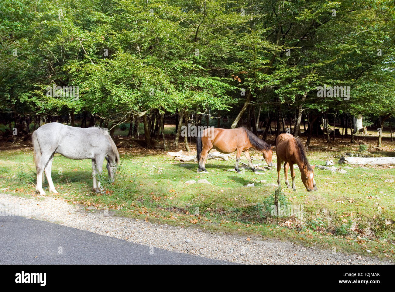 Pferde im New Forest Hampshire England UK, Europa Stockfoto