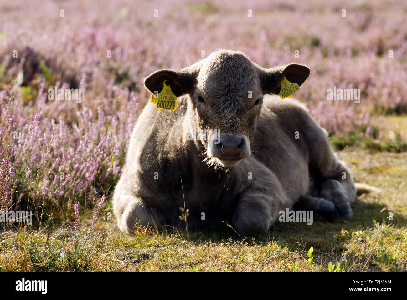 Kuh im New Forest, Dorset, Großbritannien, Europa Stockfoto