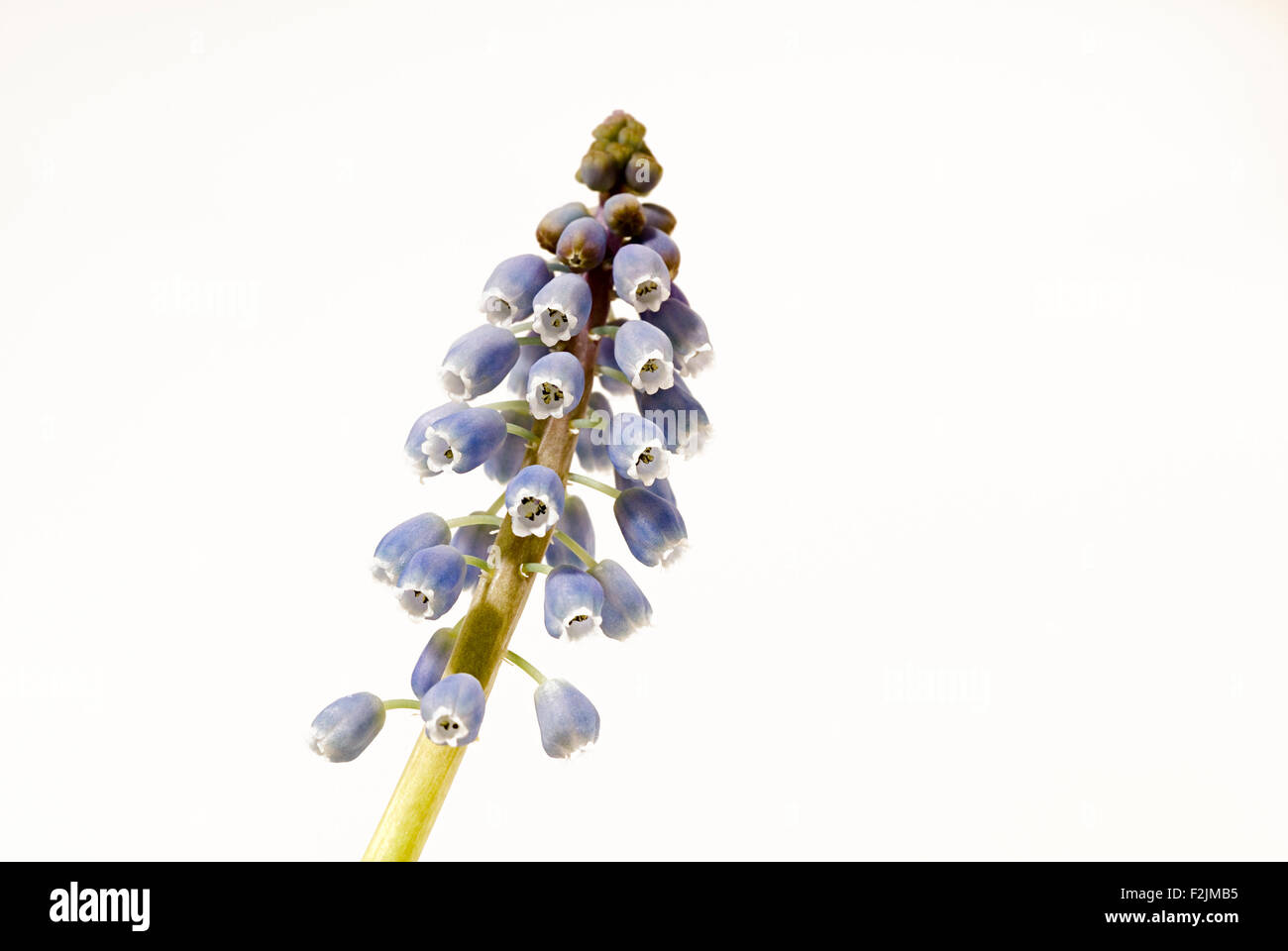 Stärke-Grape Hyacinth (Muscari Neglectum) Blüten, Makro erschossen Stockfoto