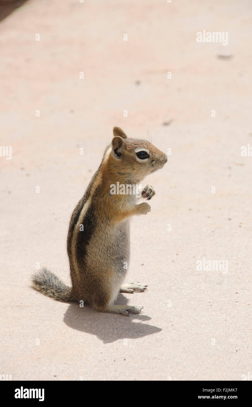 Niedlichen Streifenhörnchen Stockfoto