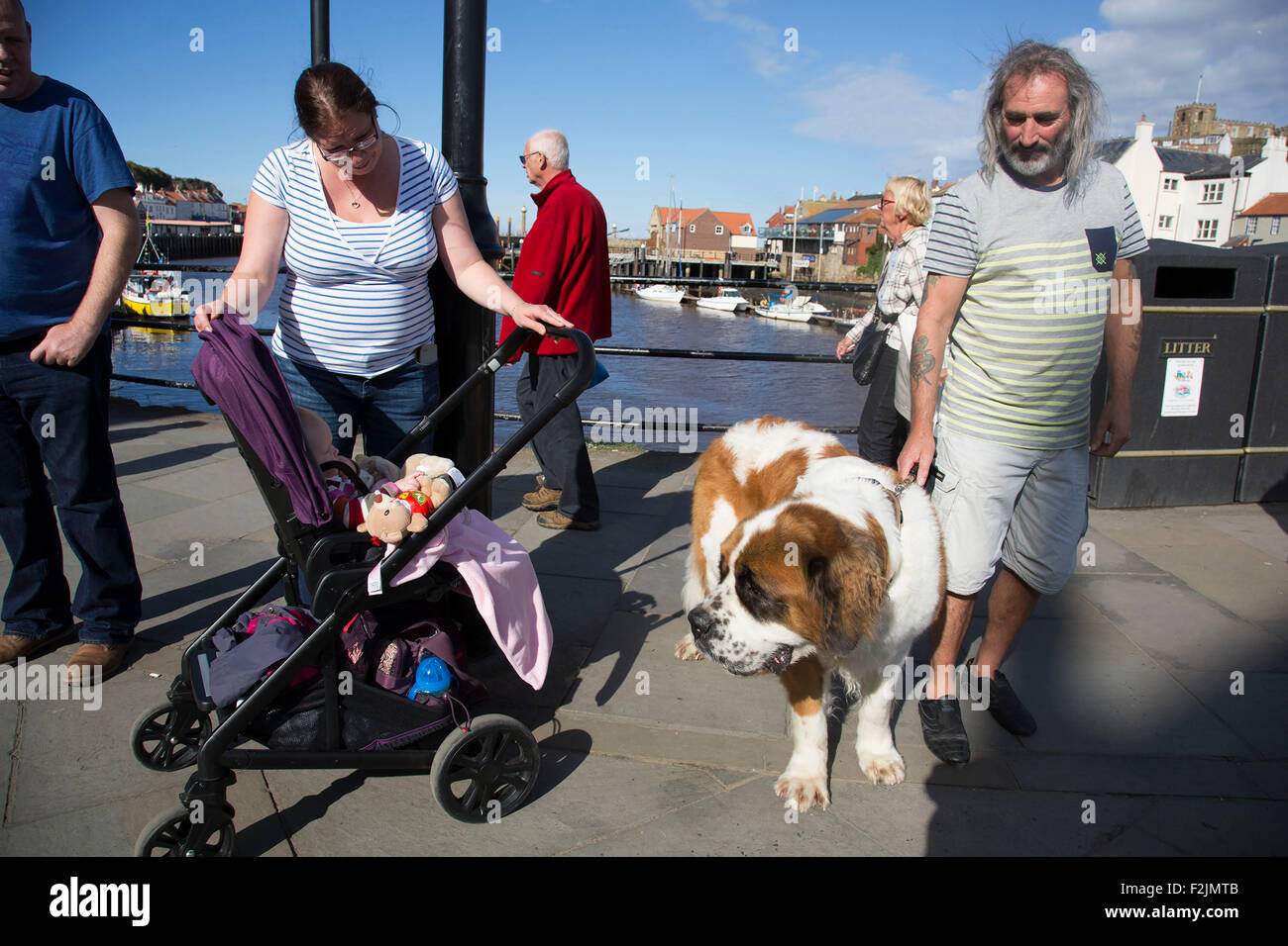 Whitby scheint eine besondere Affinität mit Hundehaltern, diesmal einen Bernhardiner haben. Yorkshire, Vereinigtes Königreich. Stockfoto