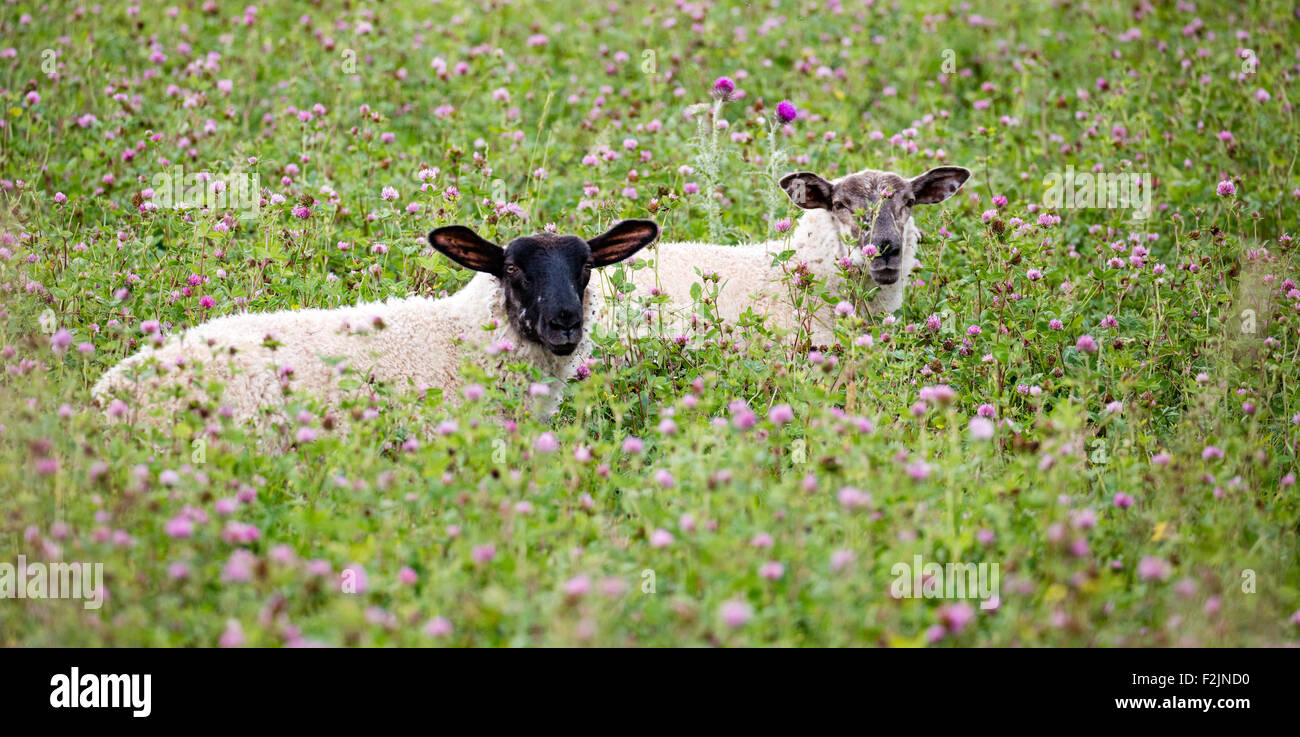 Schafe in Saus und Braus in einem Wiltshire ruhen Feld UK Stockfoto