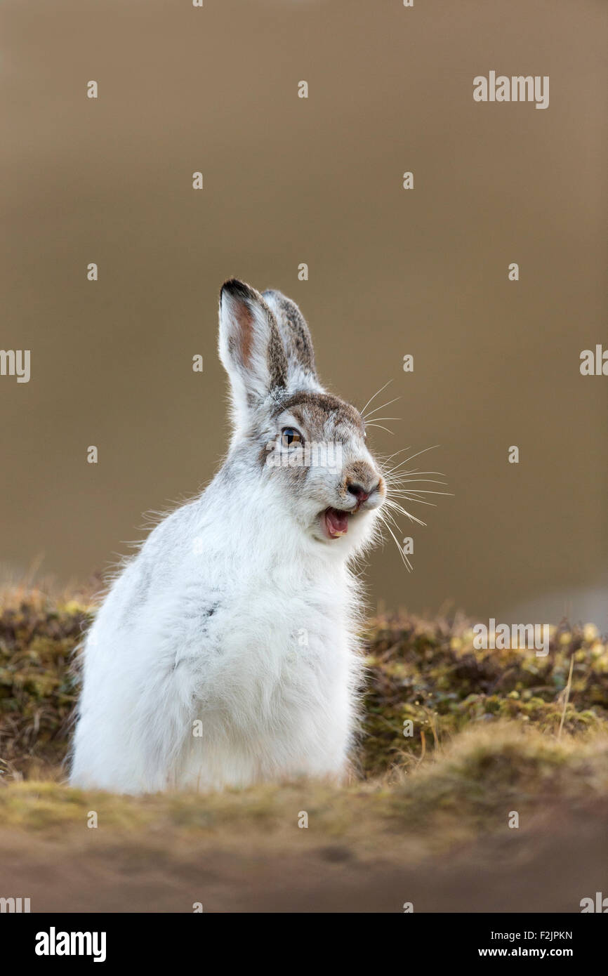 Schneehase (Lepus Timidus) Erwachsene in weiß winter Mantel Gähnen Stockfoto