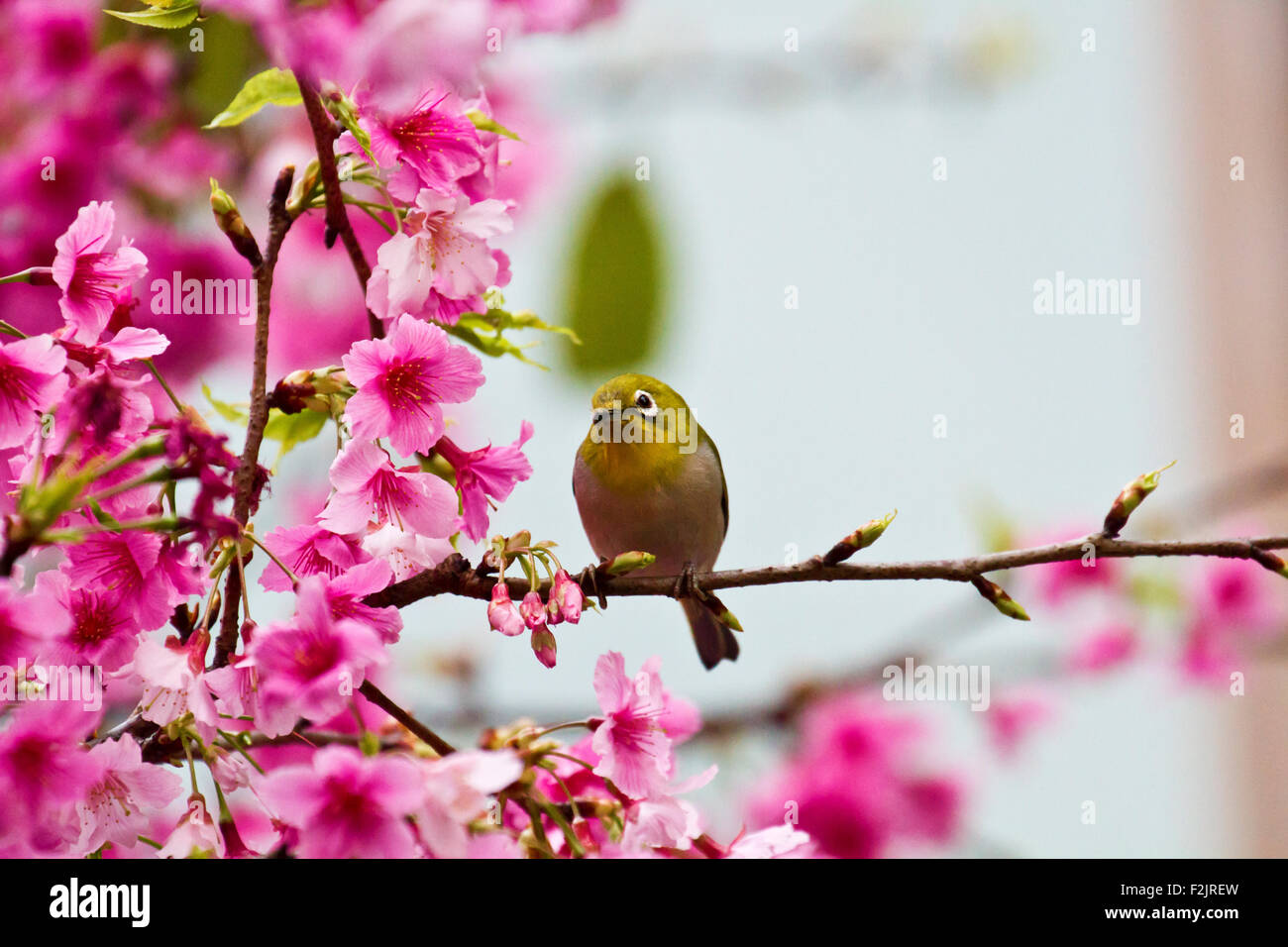 Japanische White-eye gewinnen Honig auf Cerry Blüte Ast, Zosterops japonicus Stockfoto