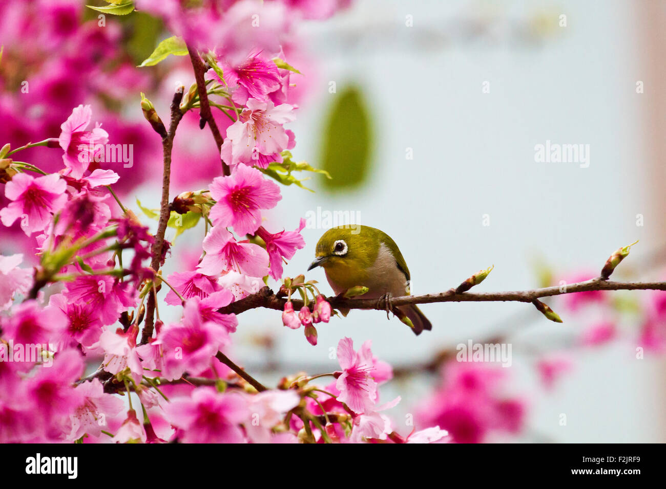 Japanische White-eye gewinnen Honig auf Cerry Blüte Ast, Zosterops japonicus Stockfoto