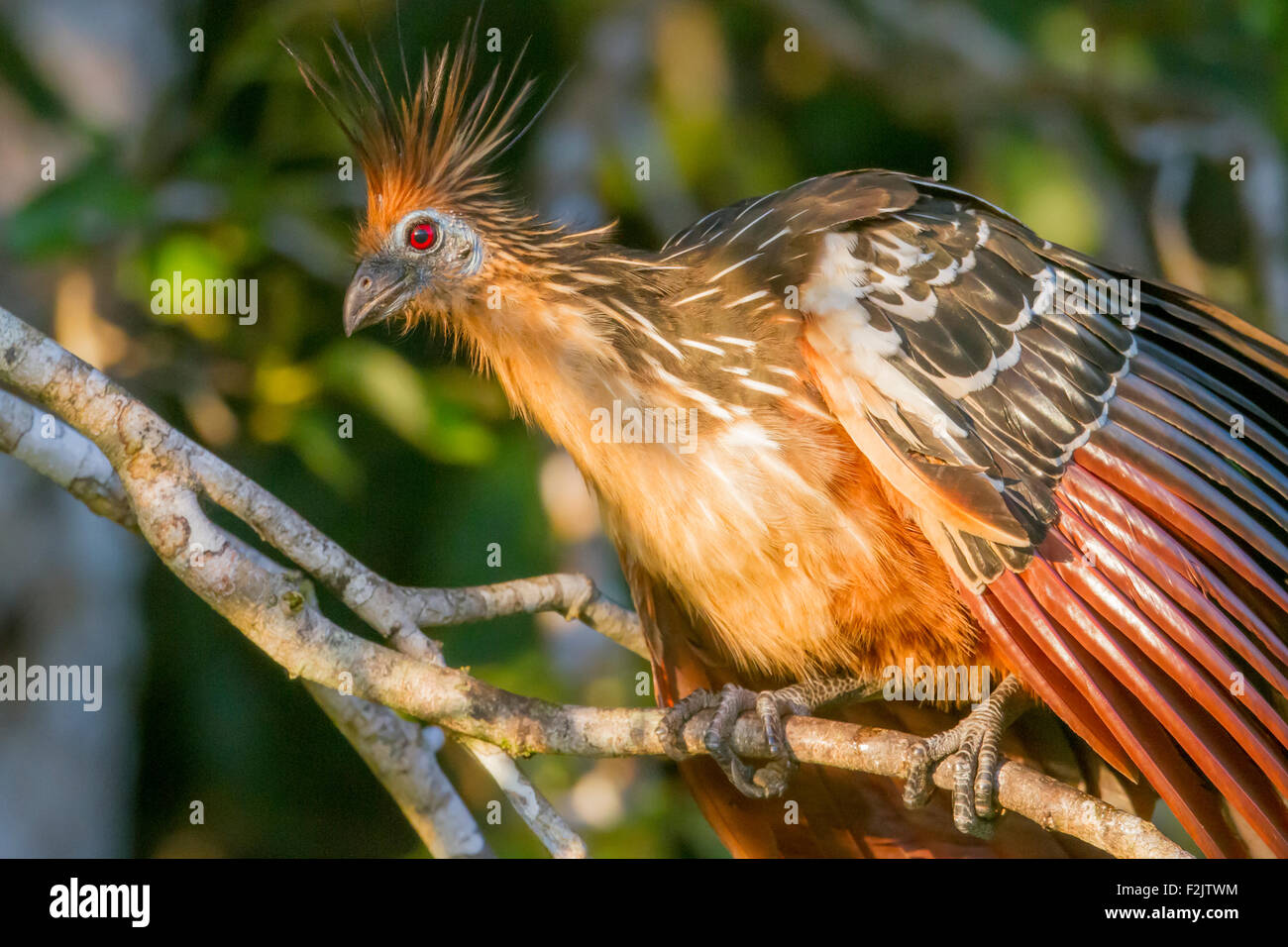Hoatzin (Opisthocomus Hoazin) stinken Vogel Amazon Stockfoto