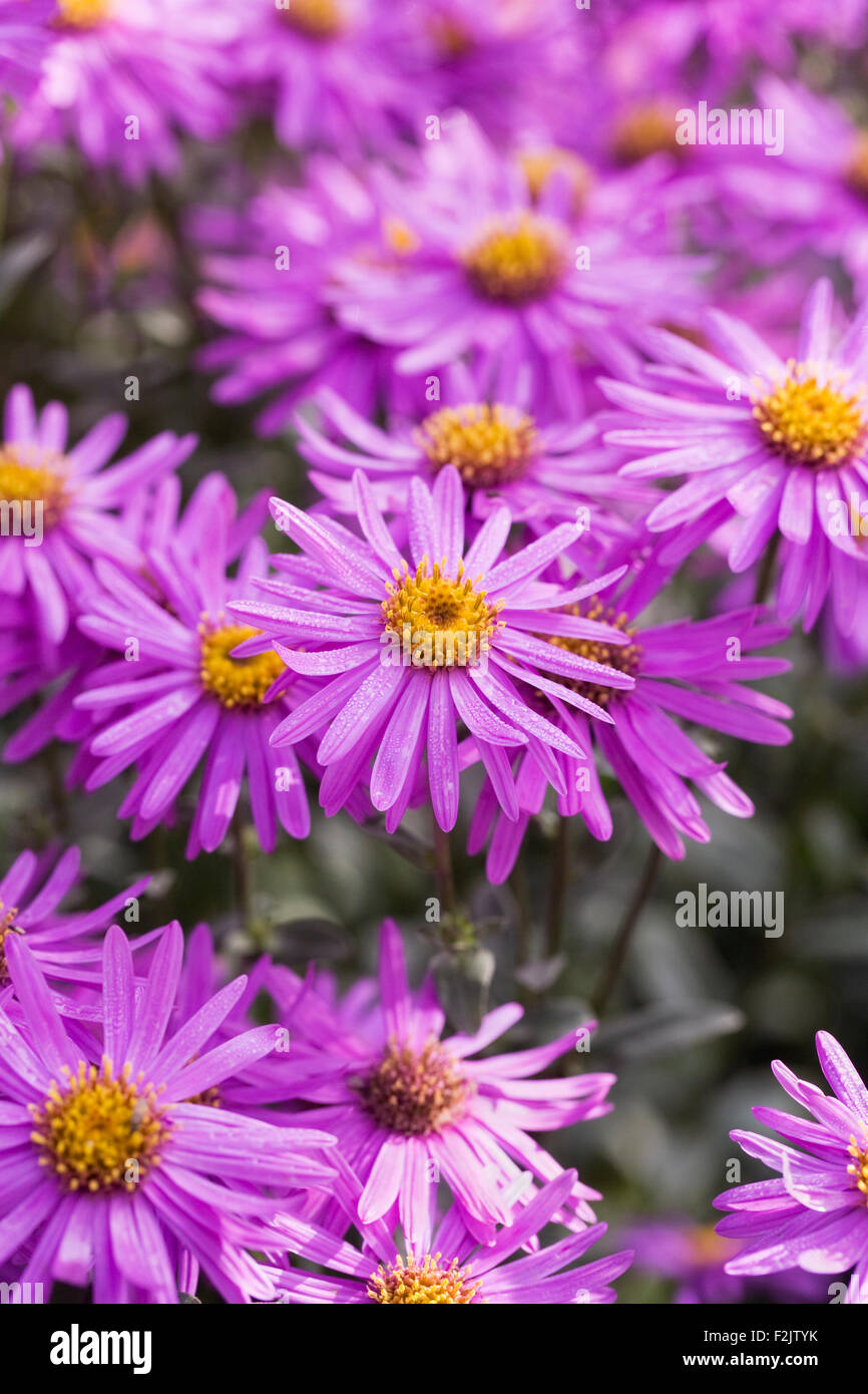 Aster Amellus 'Brilliant' Blumen. Stockfoto