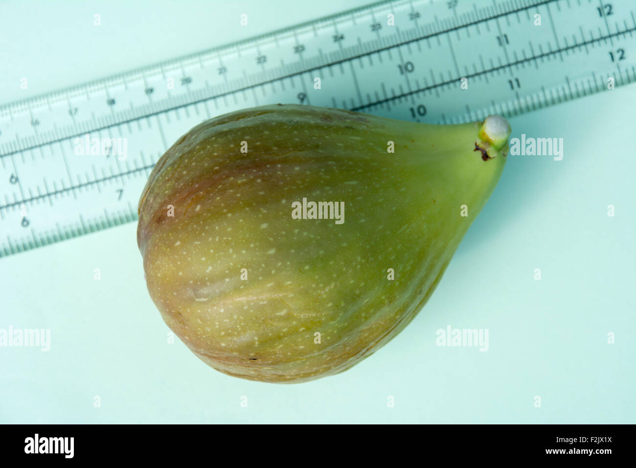 Nach Hause biologisch angebauten Feigen gemessen Stockfoto