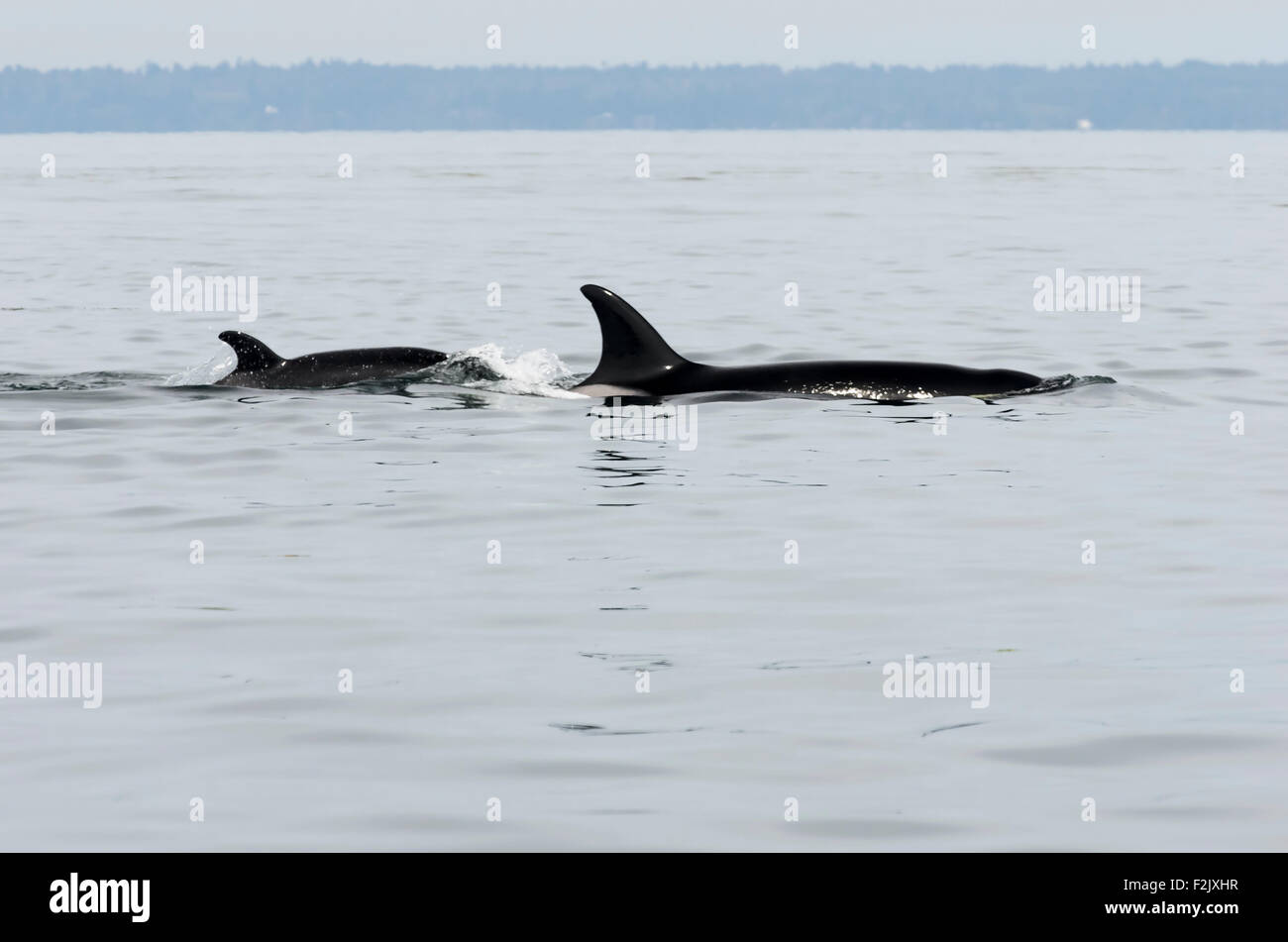 Transient oder Bigg es Killerwal und Kalb, Orcinus Orca, Britisch-Kolumbien, Kanada, Pazifik Stockfoto