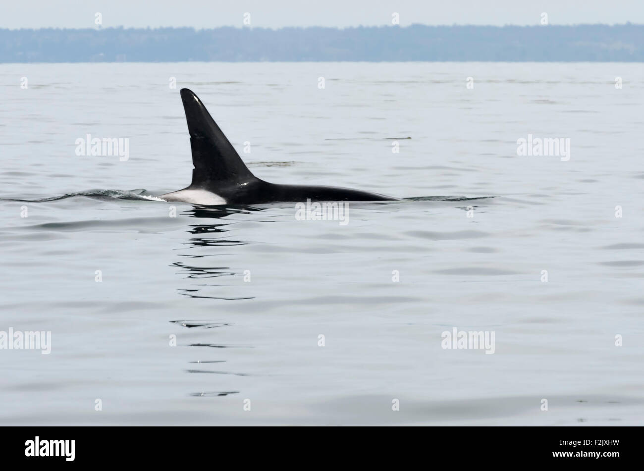 männliche Transient oder Bigg es Killer whale, Orcinus Orca, Britisch-Kolumbien, Kanada, Pazifik Stockfoto